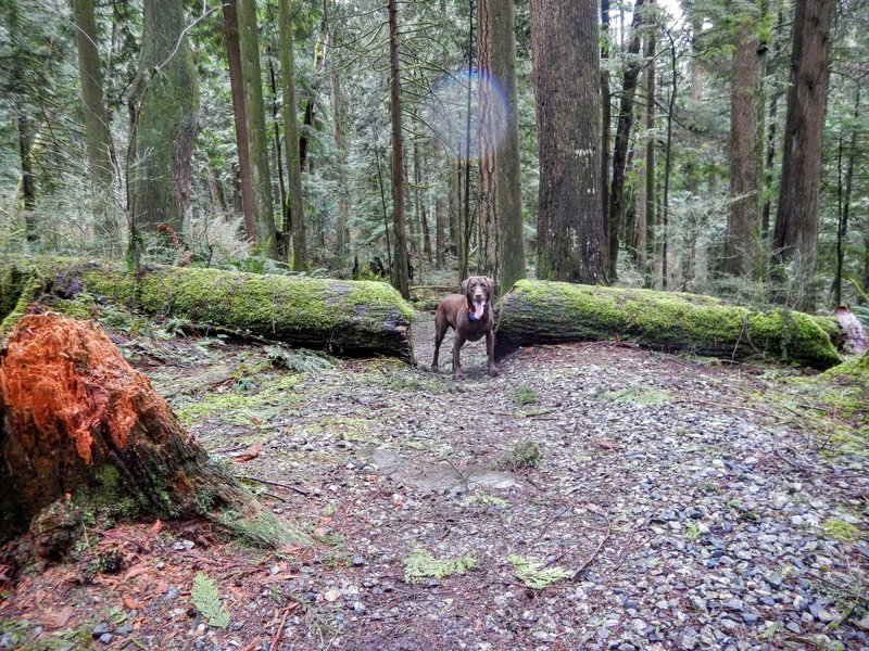 Path cut through a fallen tree.