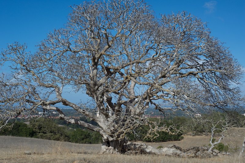 Large trees like this one can be found along the trail.