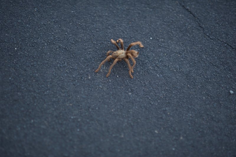 A tarantula along the trail.