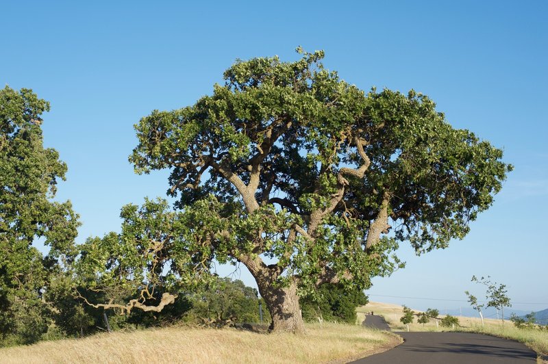 Looking back up the trail. You'll notice new trees planted on the right that will one day provide shade for walkers and runners.