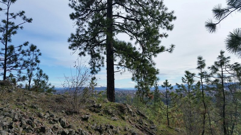 View of downtown Spokane . . . and a pine tree.