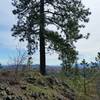 View of downtown Spokane . . . and a pine tree.