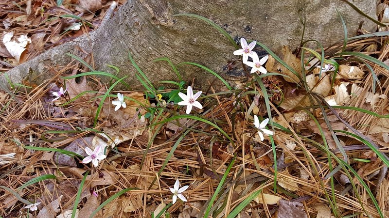 Spring beauty blooming along Laurel Bluffs Trail/MST.