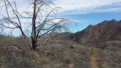 Burned tree near the 3 mile mark.