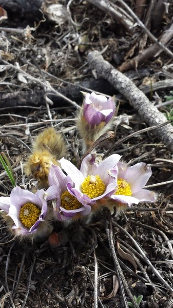 Very early spring blooms!