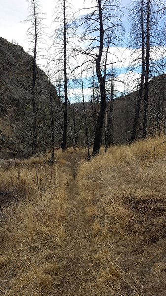 The fire in 2012 left so many burned trees. Some have fallen, but many are still standing.