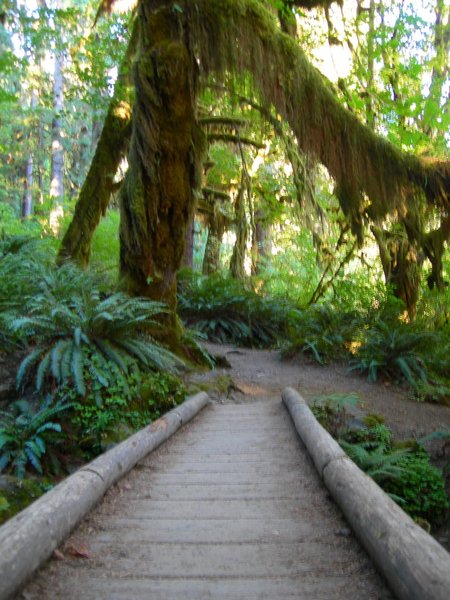 Hoh Rainforest, Olympic NP.