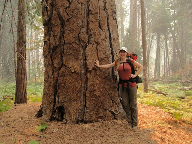 Elizabeth and ponderosa pine (Pinus ponderosa) near Road's End in Kings Canyon National Park.