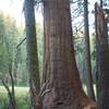 A large tree on the meadow's edge.