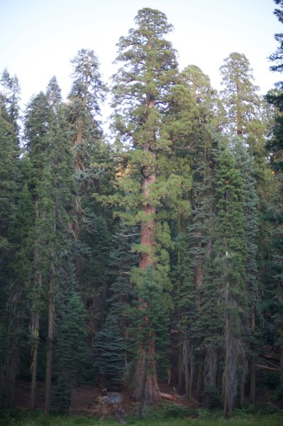 Large trees along the Crescent Meadow Tharps Log Trail.