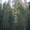 Large trees along the Crescent Meadow Tharps Log Trail.