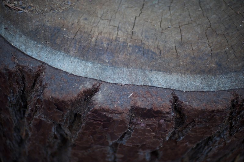 Looking at how thick the bark is on this tree trunk.