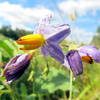 Flowers at Annie Wilkerson Nature Preserve.