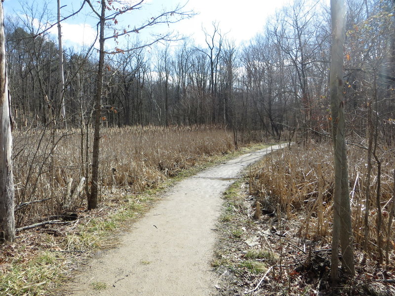 Cattails along the northeast section of the Kendall Lake Loop.