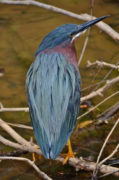 Green Heron along Lake Lynn Trail