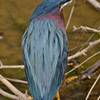 Green Heron along Lake Lynn Trail