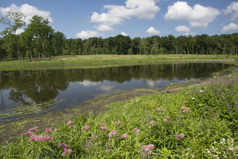 Wetland area located near the trail.