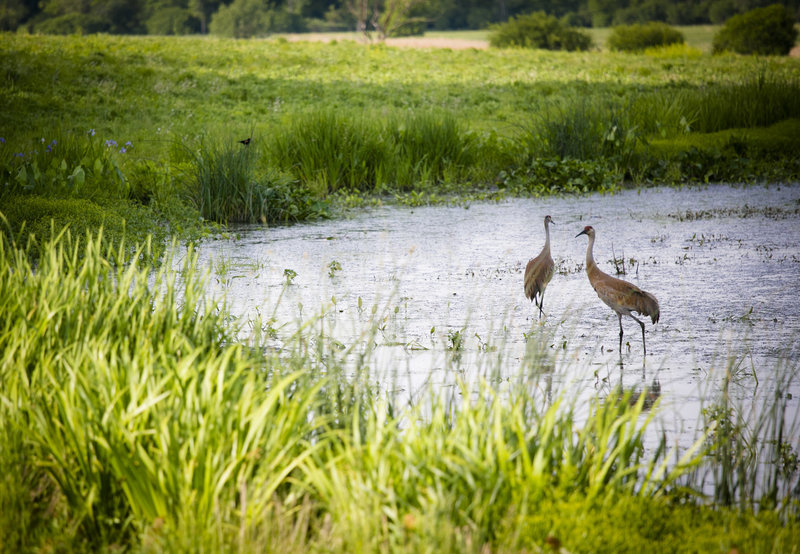 Sandhill cranes using one of the wetland areas.