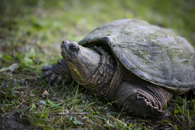 Common snapping turtle near the trail.