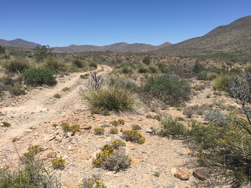 Desert flora is abundant from the Continental Divide Trail.
