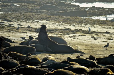 An Alpha elephant seal is seen near Franklin Point claiming his territory!
