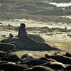 An Alpha elephant seal is seen near Franklin Point claiming his territory!