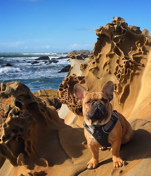 Bruno posing on the sandstone by Franklin Point.