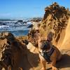 Bruno posing on the sandstone by Franklin Point.