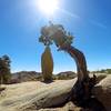 This oddity at Jumbo Rocks Campground.