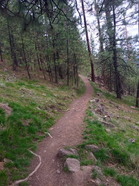 An image of the main trail that contours the bluff below High Drive.