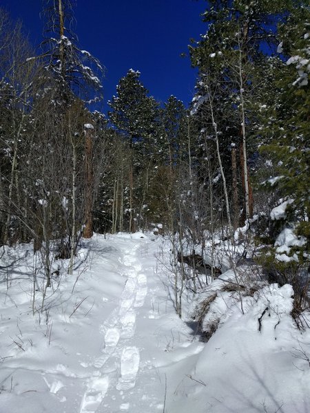 Snowshoeing on 3/20/2016 on the Mountain Lion Trail.