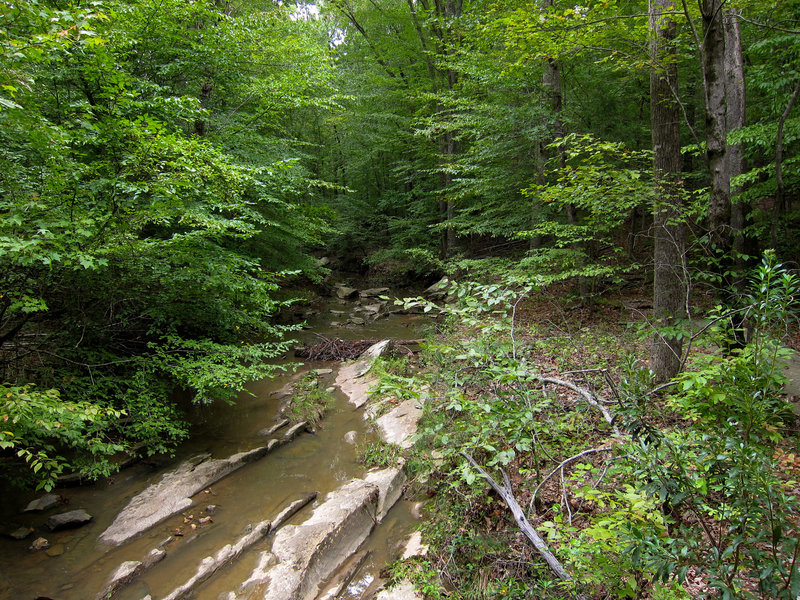 Pott's Branch in William B. Umstead State Park.