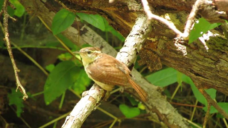 Carolina wren.