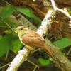 Carolina wren.