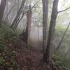 A foggy day on Mountains-to-Sea Trail Segment 2 near Waterrock Knob. Photo by Jim Grode.