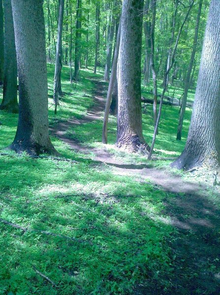 Heading through the trees.