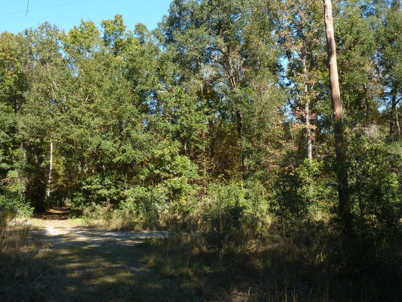 Intersection of Old Spanish Way and the power line in San Felasco Preserve. with permission from intian Adam Bilinski