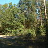 Intersection of Old Spanish Way and the power line in San Felasco Preserve. with permission from intian Adam Bilinski