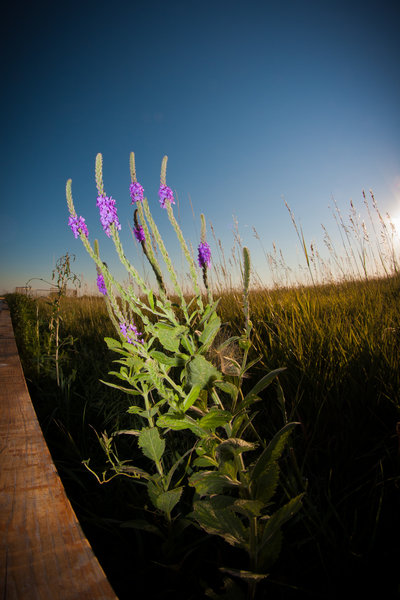 The prairie in bloom in Badlands.