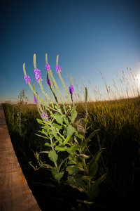 The prairie in bloom in Badlands.