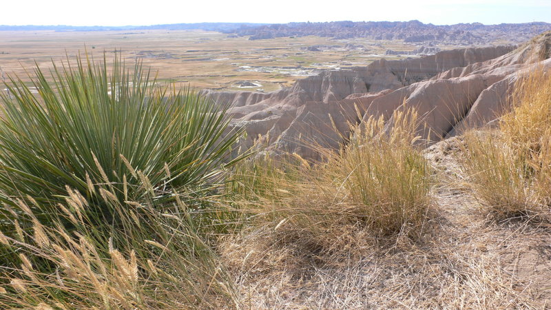 Yucca along the overlook.