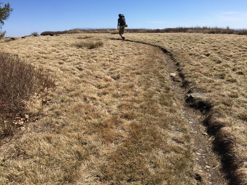 The trail leading to Gregory Bald. Little by little, the surrounding mountains show themselves as you get closer to the top.