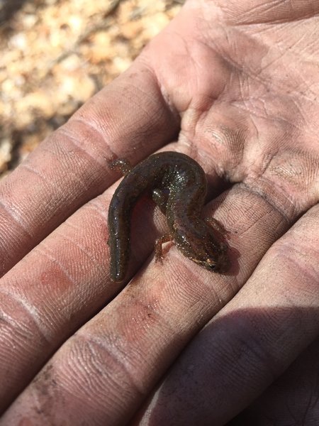 The Great Smoky Mountains are also known as "salamander capital of the world," and for good reason. There are over 30 species to be found here, including this little one!
