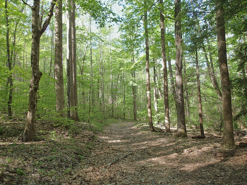 Twentymile Trail near the Long Hungry Ridge Trail Junction. with permission from Mike Lerch