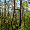 Wolf Ridge Trail Vista. with permission from Mike Lerch