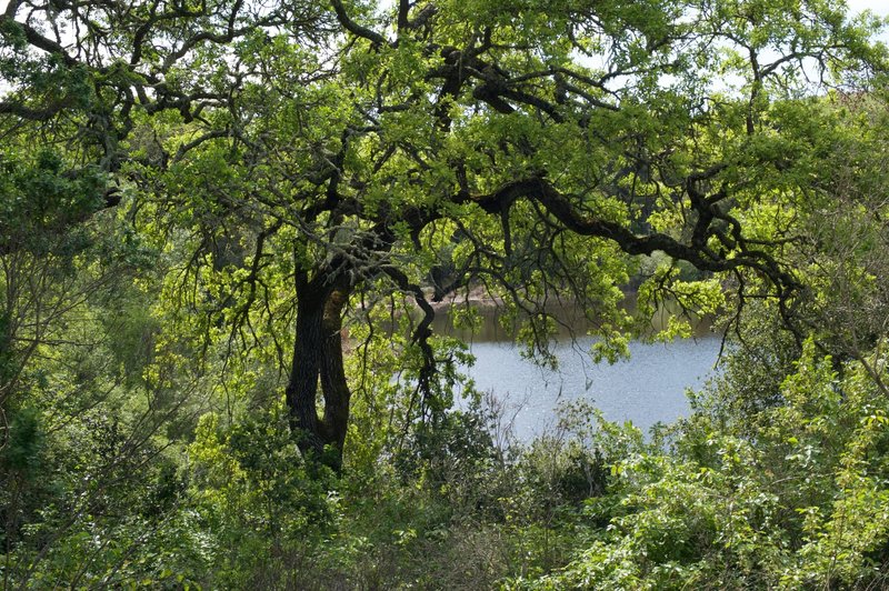 Arastradero Lake seen from the trail. It's obscured, but there are spur trails that skirt around parts of the lake.