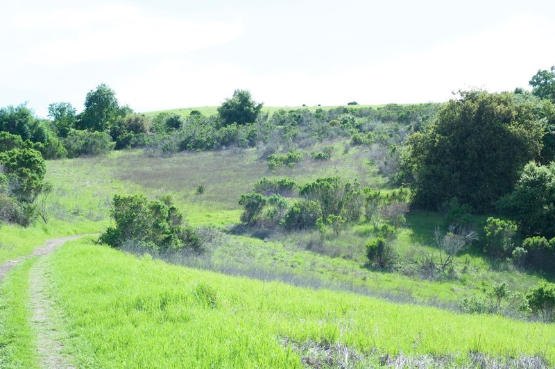 The trail winds through the hills and into a shaded area up ahead.