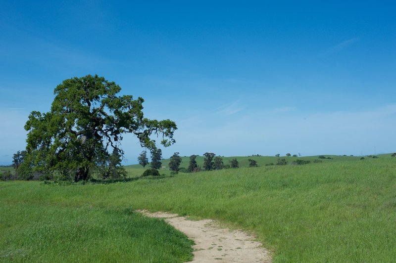 The Wild Rye Trail and the surrounding hillsides. If it's a windy day and the grass is long enough, you can watch it move like waves as the wind blows through.