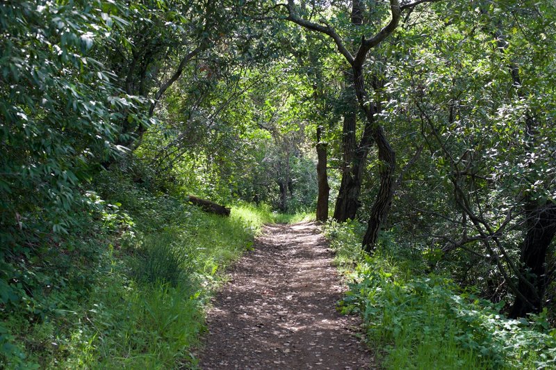 The trail drops through a shaded area thanks to the creek bed that runs on the right hand side of the trail.