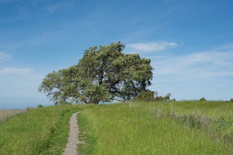 The small gravel trail leads to a wonderful shade tree where sweeping views of the surrounding hills and area await.